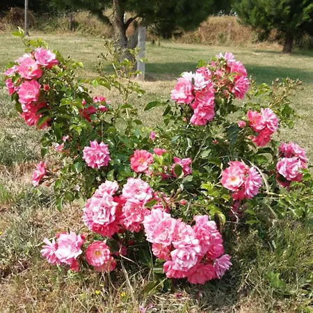 Meuble Independant A La Campagne بيت ضيافة *